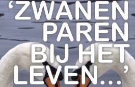 Zwanen paren bij het leven