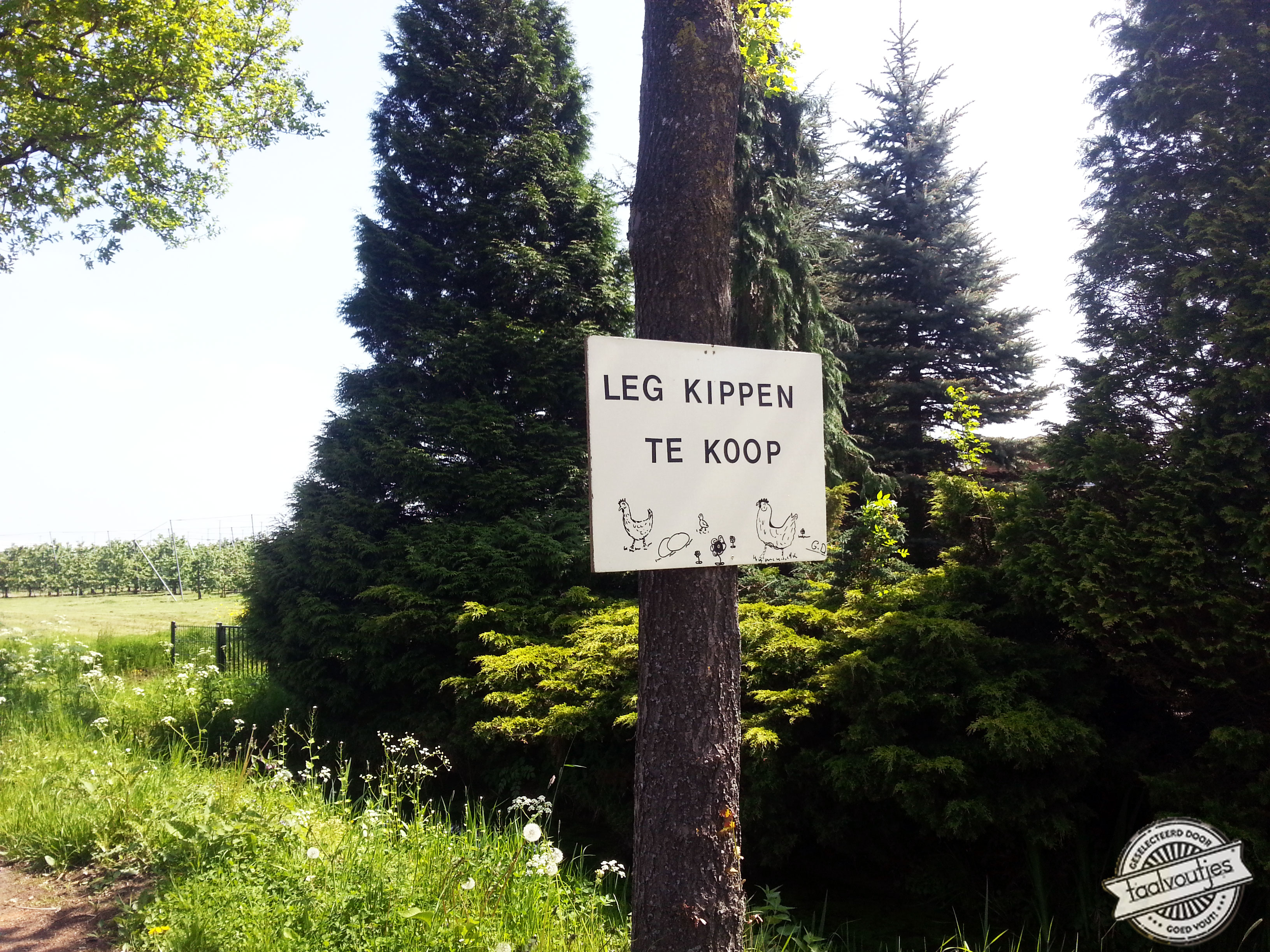 Woordweetje: windeieren