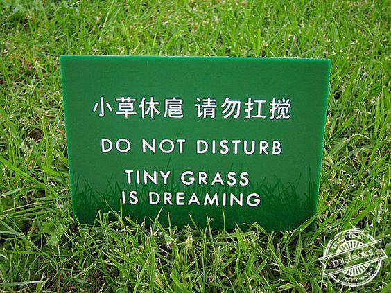 Tiny grass is dreaming