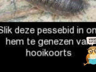 Woordweetje: Pissebed