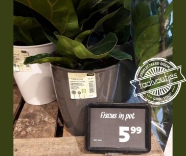 Wie zegt dat geld niet aan bomen groeit?