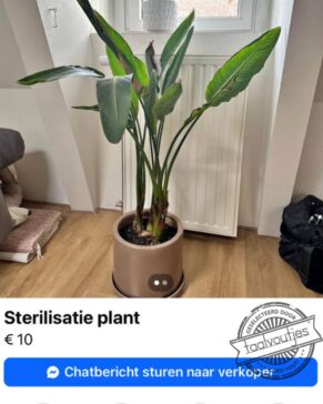 Hoe vaak moet je die knippen?