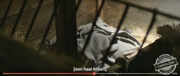 Als een vis op het droge.