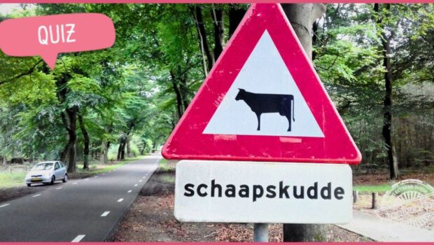Hoe heet een groep dieren? Test je taalgevoel in onze Dierenquiz!