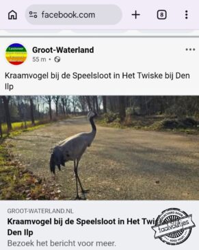 Wat een gekke ooievaar.